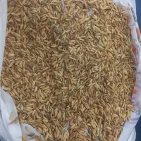شلتوک،، درجه یک،