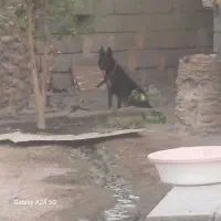 سگ مالینیوز ماده