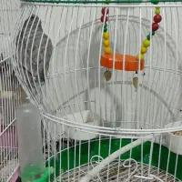 عروس هلندی|پرنده|اسالم, |دیوار