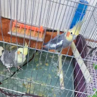 فروش فوری عروس هلندی