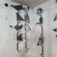 ۲۲تا کبوتر تبعیدی