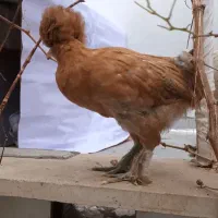 جوجه  مرغ  و خروس  سلطان