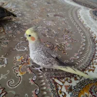عروس هلندی|پرنده|فشاپویه, |دیوار
