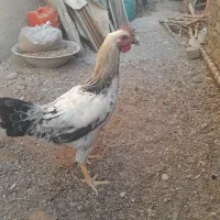 خروس‌محلی‌
