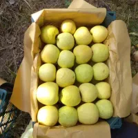 فروش 60 تن سیب قرمز و سفید|حراج|میاندوآب, |دیوار