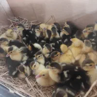 جوجه اردک اسراییلی بامزه شیطون