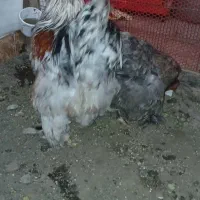 مرغ و خروس برهما سنگین کار داده|حیوانات مزرعه|لاهیجان, شهرک سلمان فارسی|دیوار