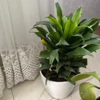 گل آپارتمانی|گل و گیاه طبیعی|صدرا-فارس, فاز ۱|دیوار