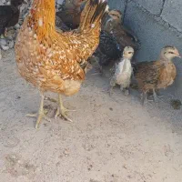 مرغ گلین با جوجه