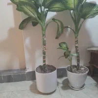 گل طبیعی دیفن باخیا وپیتوس