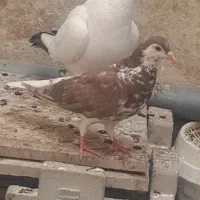 ساده افشون ماده