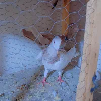 کبوتر رنگی و سار نر و ماده|پرنده|چناران, |دیوار