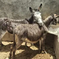 فروش سه تا خر دوتا ماده ویکی نر