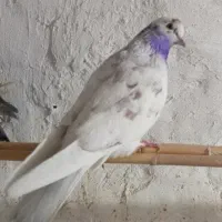 گرفتنی معاوضه