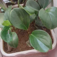 انواع گل و گیاه اپارتمانی