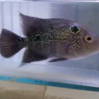 انواع ماهی معاوضه