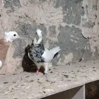 کبوتر