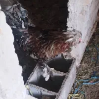 مرغ و خروس|حیوانات مزرعه|اهواز, کوروش|دیوار