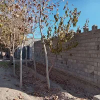 فروش باغ 700 متری|فروش زمین و ملک کلنگی|نجف‌آباد, قلعه سفید|دیوار