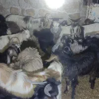 فروش چپش نر|حیوانات مزرعه|اندیمشک, |دیوار