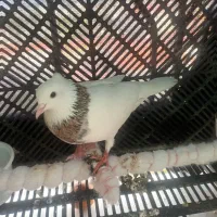 کبوتر باخت رفته