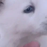 سگ هاسکی|سگ|باسمنج, |دیوار