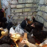 جوجه مرغ|حیوانات مزرعه|قم, قلعه کامکار|دیوار