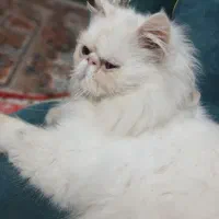 گربه پرشین نر|گربه|کوچصفهان, |دیوار