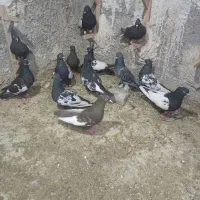 کفتر