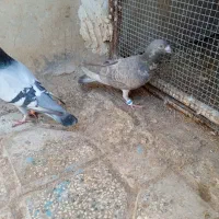 کفتر|پرنده|گناباد, |دیوار