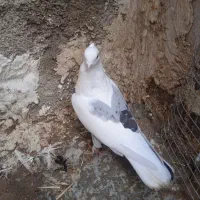 نرمست|پرنده|بندر گناوه, |دیوار