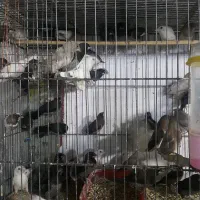 فروش زبرا.بنگالی.نرگسی.برزیلی.عروس هلندی|پرنده|بجنورد, |دیوار