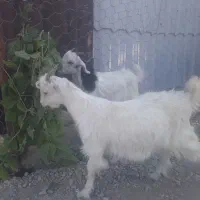 دو راس بز نر و ماده|حیوانات مزرعه|رباطکریم, شهرک صنعتی صباشهر|دیوار