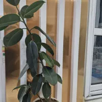 گل های خانگی|گل و گیاه طبیعی|مشهد, چهارچشمه|دیوار