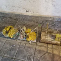 ۳عدد قفس پرنده نو با لوازم جانبی