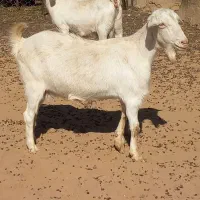 ۲راس بز سانن آبستن