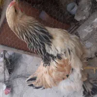 نیمچه برهما|حیوانات مزرعه|قم, علی آباد سعدگان|دیوار