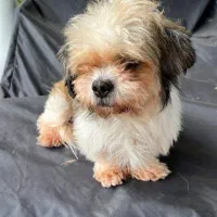 مژدگانی 10میلیون تومان به یابنده سگ گمشده