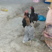 مرغ و خروس لاری