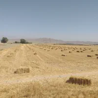 پرس گندم(نارد)