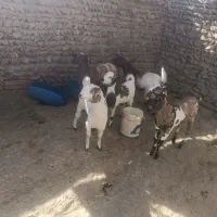 گوسفند برای مالداری|حیوانات مزرعه|سراوان, |دیوار