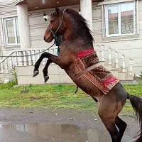 اسب خزر بازی گوش|حیوانات مزرعه|کومله, |دیوار