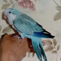 راهب اوپلاین بلو ماده آماده دستی صحبتی