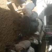 با سلام 6راس بره چاق و سبک به فروش میرسد|حیوانات مزرعه|مرودشت, مجد آباد|دیوار