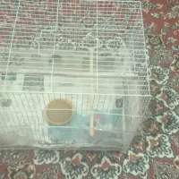 قفس