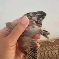 سهره خاکی بال صورتی