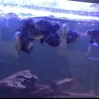 اسکار تایگر|ماهی|ارومیه, |دیوار