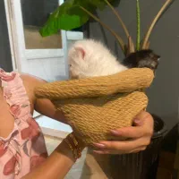 گربه هیمالین|گربه|بندر انزلی, بی بی حوریه|دیوار