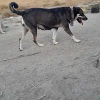 سگ پژدر ماده|سگ|چهاردانگه (تهران), |دیوار