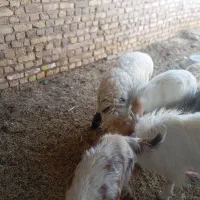 گمشده